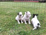 Akkuş Üreti̇m Çi̇ftli̇ği̇nden Jack Russel Yavrulari