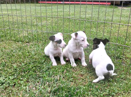 Akkuş Üreti̇m Çi̇ftli̇ği̇nden Jack Russel Yavrulari görsel