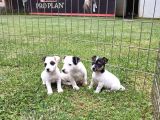 Akkuş Üreti̇m Çi̇ftli̇ği̇nden Jack Russel Yavrulari