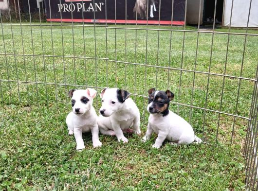 Akkuş Üreti̇m Çi̇ftli̇ği̇nden Jack Russel Yavrulari görsel