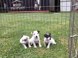 Akkuş Üreti̇m Çi̇ftli̇ği̇nden Jack Russel Yavrulari