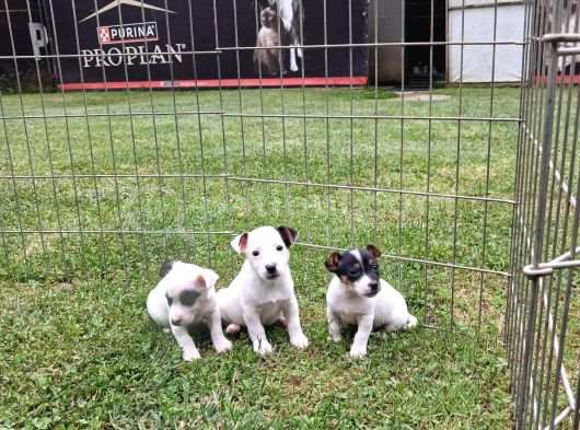 Akkuş Üreti̇m Çi̇ftli̇ği̇nden Jack Russel Yavrulari görsel