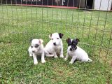 Akkuş Üreti̇m Çi̇ftli̇ği̇nden Jack Russel Yavrulari