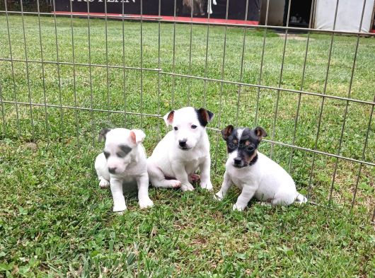 Akkuş Üreti̇m Çi̇ftli̇ği̇nden Jack Russel Yavrulari görsel