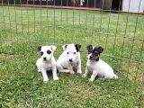 Akkuş Üreti̇m Çi̇ftli̇ği̇nden Jack Russel Yavrulari
