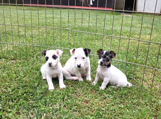 Akkuş Üreti̇m Çi̇ftli̇ği̇nden Jack Russel Yavrulari görsel