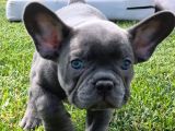 Mas Mavi Göz Blue French Bulldog Yavruları