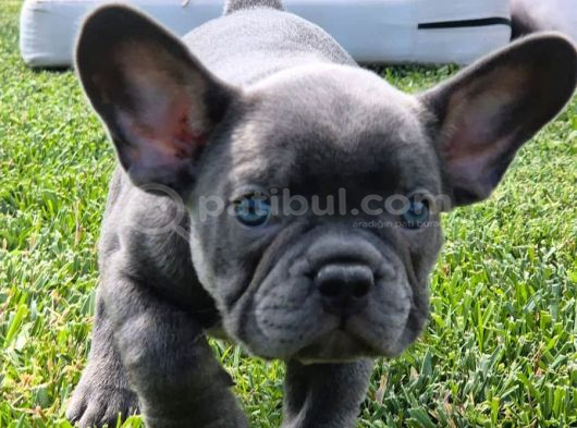 Mas Mavi Göz Blue French Bulldog Yavruları görsel