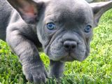 Mas Mavi Göz Blue French Bulldog Yavruları