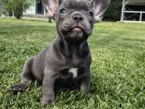 Mas Mavi Göz Blue French Bulldog Yavruları