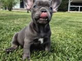 Mas Mavi Göz Blue French Bulldog Yavruları