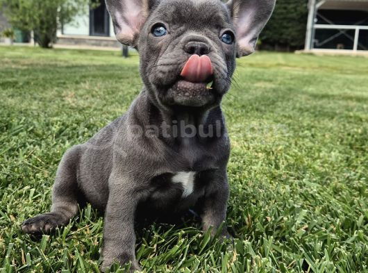 Mas Mavi Göz Blue French Bulldog Yavruları görsel