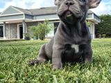 Mas Mavi Göz Blue French Bulldog Yavruları