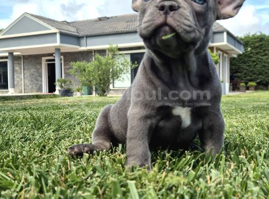 Mas Mavi Göz Blue French Bulldog Yavruları görsel