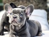 Mas Mavi Göz Blue French Bulldog Yavruları