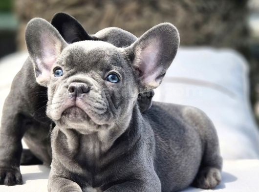 Mas Mavi Göz Blue French Bulldog Yavruları görsel