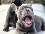 Mas Mavi Göz Blue French Bulldog Yavruları