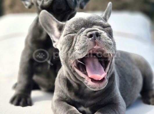 Mas Mavi Göz Blue French Bulldog Yavruları görsel