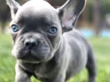 Mas Mavi Göz Blue French Bulldog Yavruları