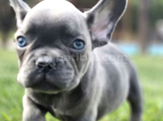 Mas Mavi Göz Blue French Bulldog Yavruları