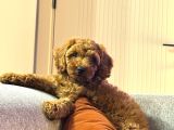 Toypoodle bebegimiz yeni ailesini ariyor