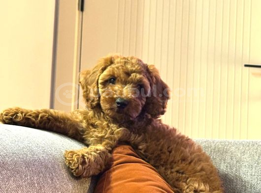 Toypoodle Bebegimiz Yeni Ailesini Ariyor