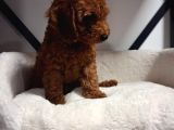 Toypoodle Bebegimiz Yeni Ailesini Ariyor