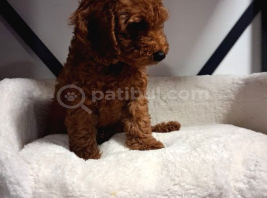 Toypoodle Bebegimiz Yeni Ailesini Ariyor görsel