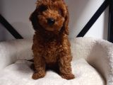Toypoodle Bebegimiz Yeni Ailesini Ariyor