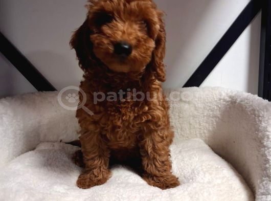 Toypoodle Bebegimiz Yeni Ailesini Ariyor görsel