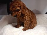 Toypoodle Bebegimiz Yeni Ailesini Ariyor