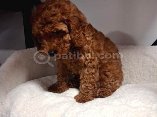 Toypoodle Bebegimiz Yeni Ailesini Ariyor görsel