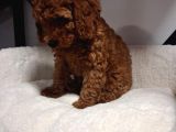 Toypoodle Bebegimiz Yeni Ailesini Ariyor