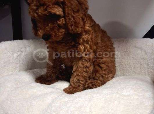 Toypoodle Bebegimiz Yeni Ailesini Ariyor görsel