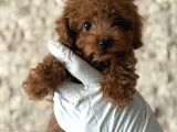 Kore Poodle Bebeklerim
