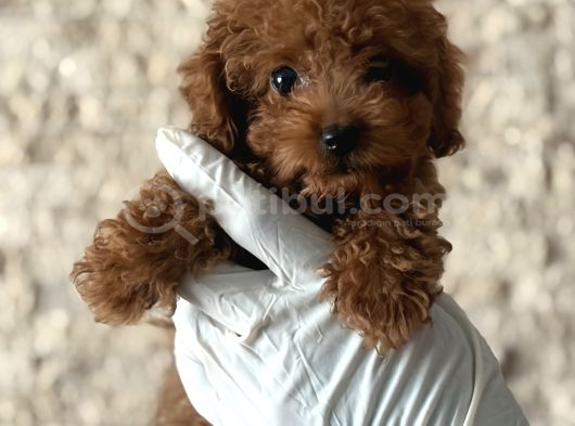 Kore Poodle Bebeklerim görsel