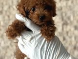 Kore Poodle Bebeklerim