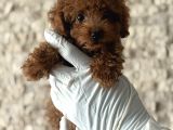 Kore Poodle Bebeklerim