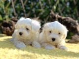 Kar Beyaz Irk Garantili Maltese Terrier Yavrular