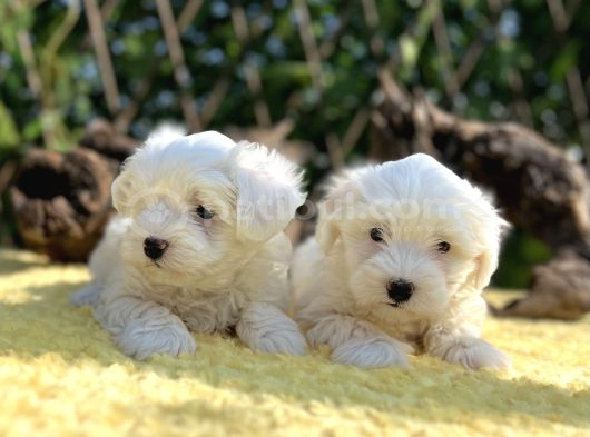 Kar Beyaz Irk Garantili Maltese Terrier Yavrular