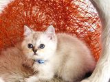 British Shorthair Silver Point
