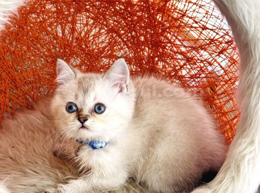 British Shorthair Silver Point görsel