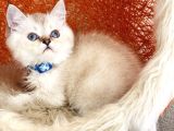 British Shorthair Silver Point