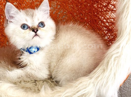 British Shorthair Silver Point görsel