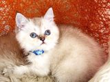 British Shorthair Silver Point