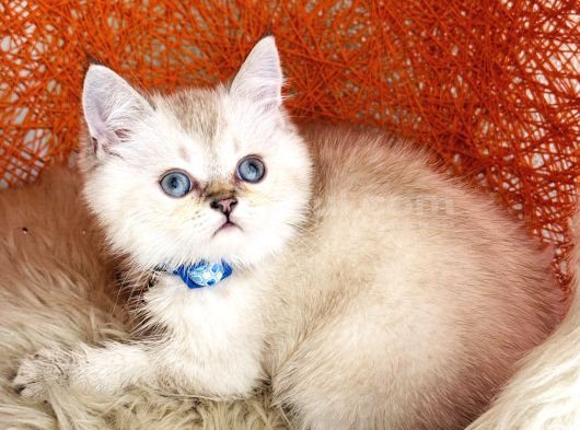 British Shorthair Silver Point