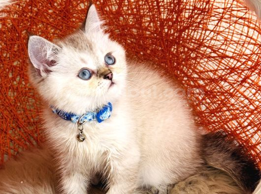 British Shorthair Silver Point görsel