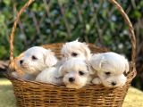 Kar Beyaz Irk Garantili Maltese Terrier Yavrular