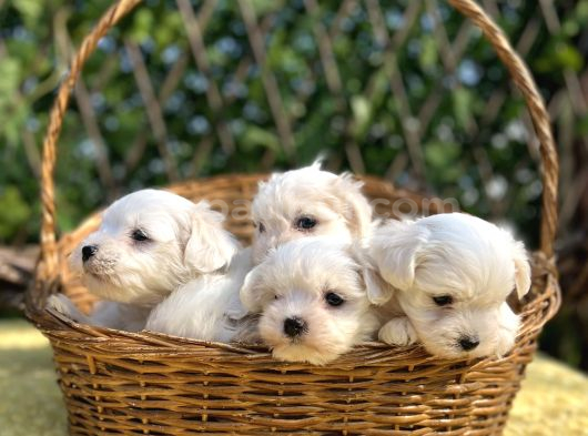 Kar Beyaz Irk Garantili Maltese Terrier Yavrular görsel