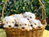 Kar Beyaz Irk Garantili Maltese Terrier Yavrular